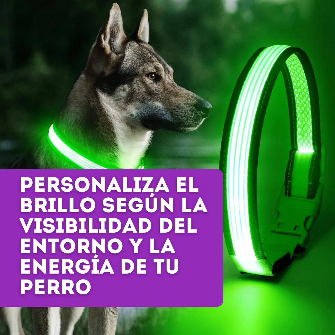 Glow Style: El Collar que Brilla con Luz Propia 💎🌈🐕