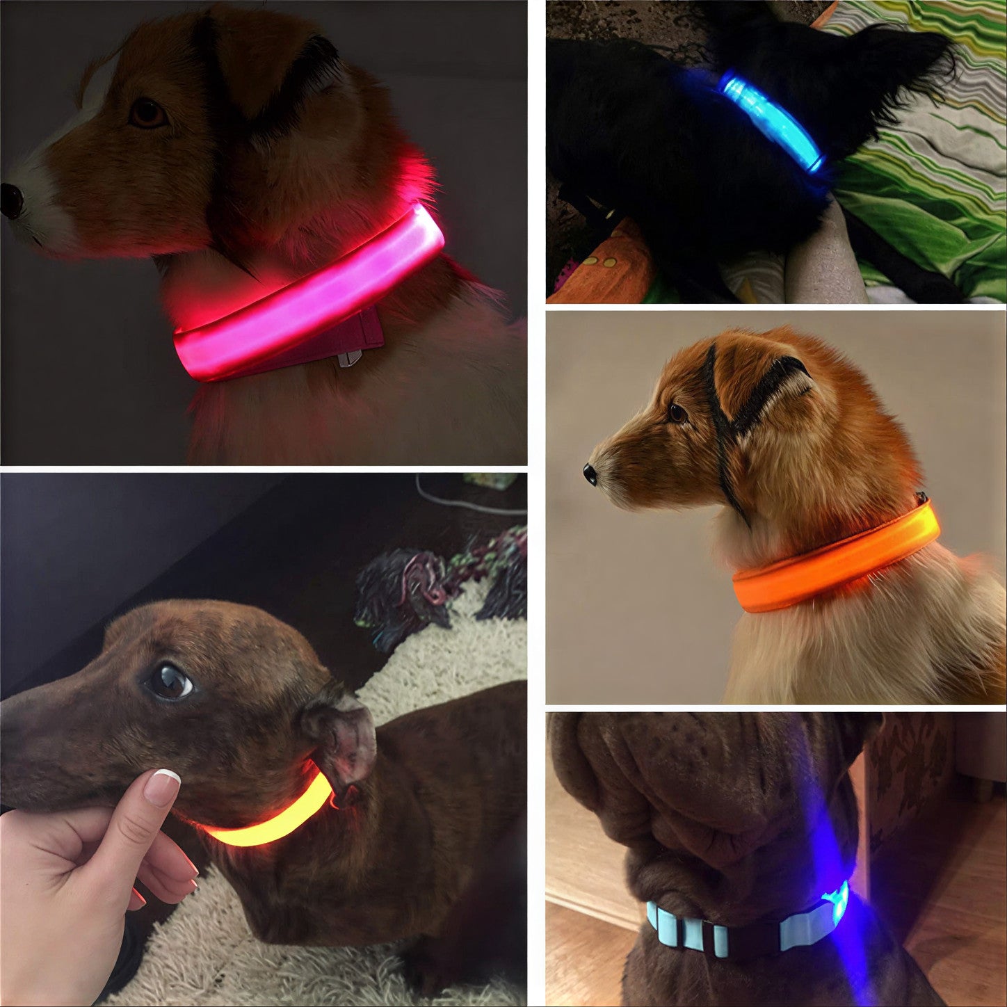 Glow Style: El Collar que Brilla con Luz Propia 💎🌈🐕