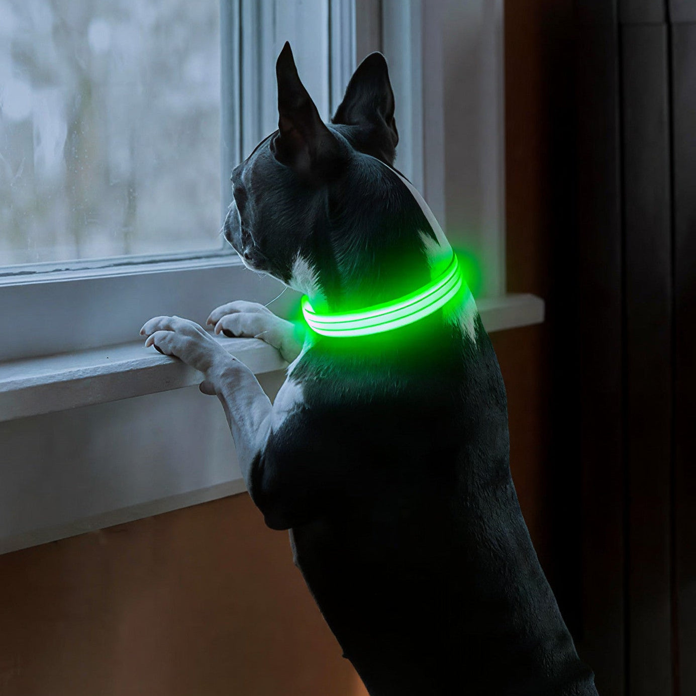 Glow Style: El Collar que Brilla con Luz Propia 💎🌈🐕