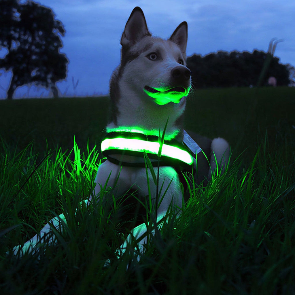 Glow Style: El Collar que Brilla con Luz Propia 💎🌈🐕