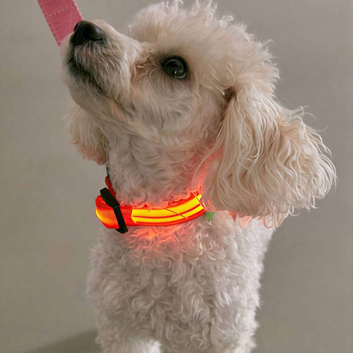 Glow Style: El Collar que Brilla con Luz Propia 💎🌈🐕